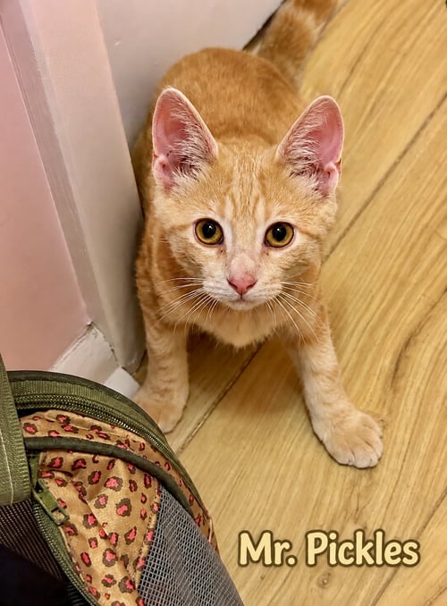 MR. PICKLES (FCID# 07/02/2026 - 62 WEST CHESTER PS - Tabby available for adoption