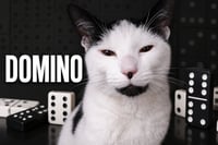 Domino (FCID# 05/04/2026 - 29 West Chester PS) - Photo 1