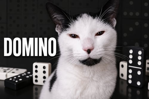 DOMINO (FCID# 05/04/2026 - 29 WEST CHESTER PS) - Domestic Short Hair available for adoption