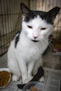Domino (FCID# 05/04/2026 - 29 West Chester PS) - Photo 2