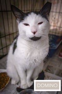 Domino (FCID# 05/04/2026 - 29 West Chester PS) - Photo 3