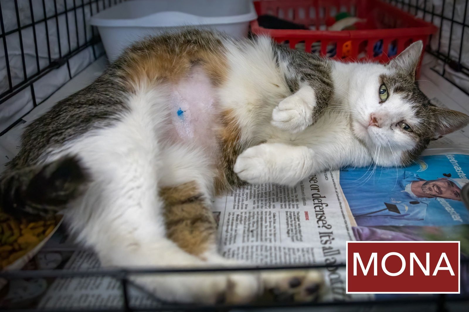 MONA (FCID# 01/12/2026 - 80 TRAINER) - Tabby available for adoption