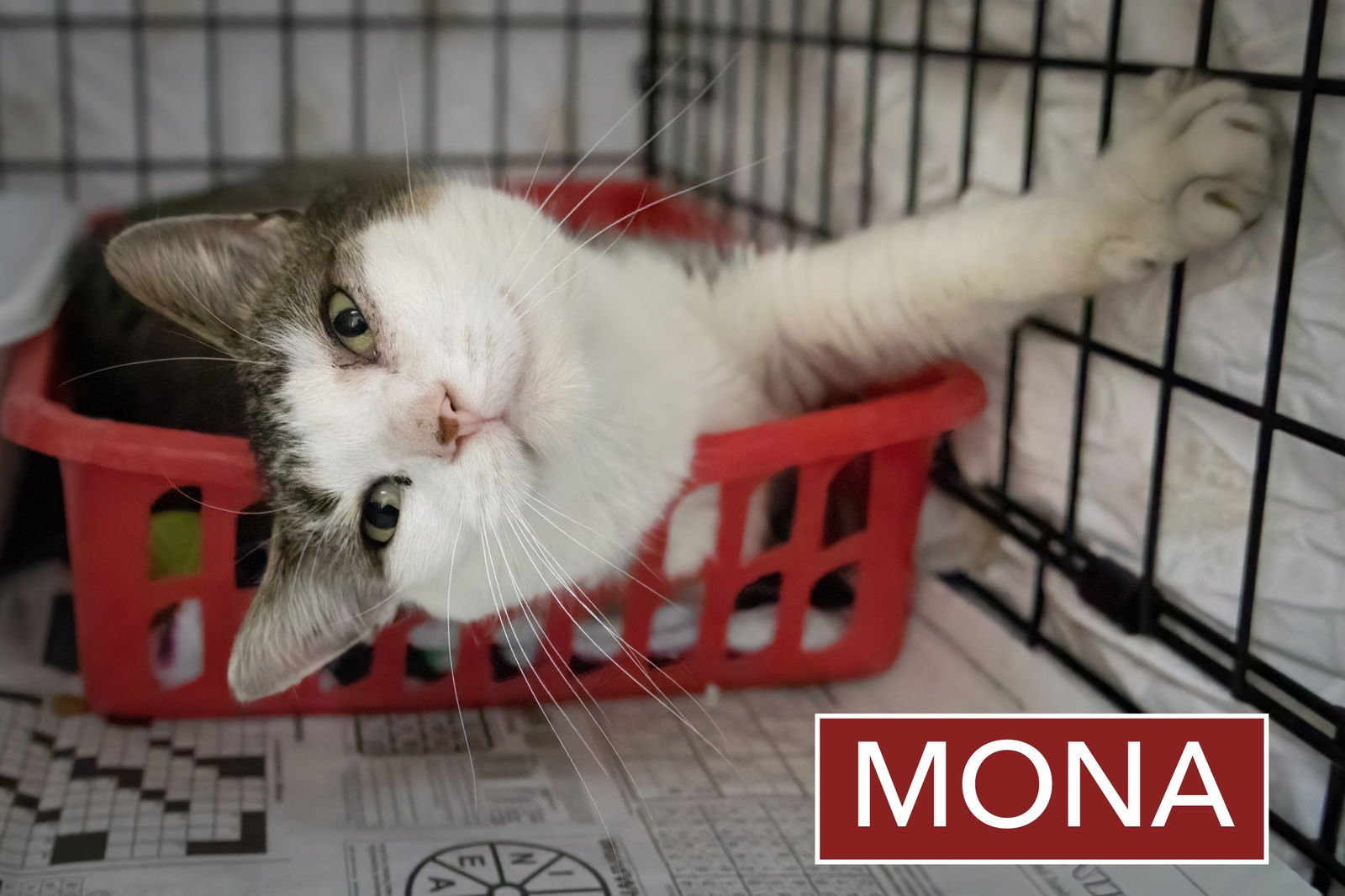 MONA (FCID# 01/12/2026 - 80 TRAINER) - Tabby available for adoption