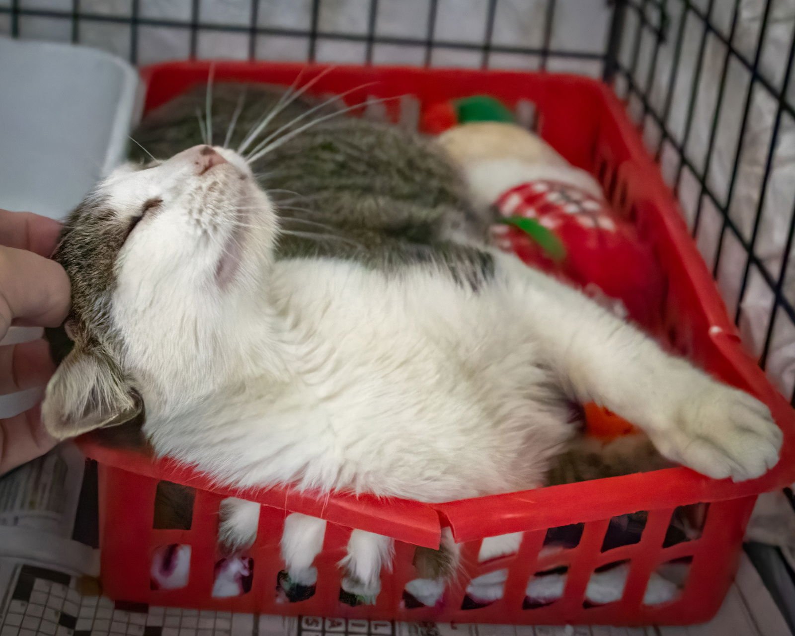 Mona (FCID# 01/12/2026 - 80 Trainer) - Photo 3