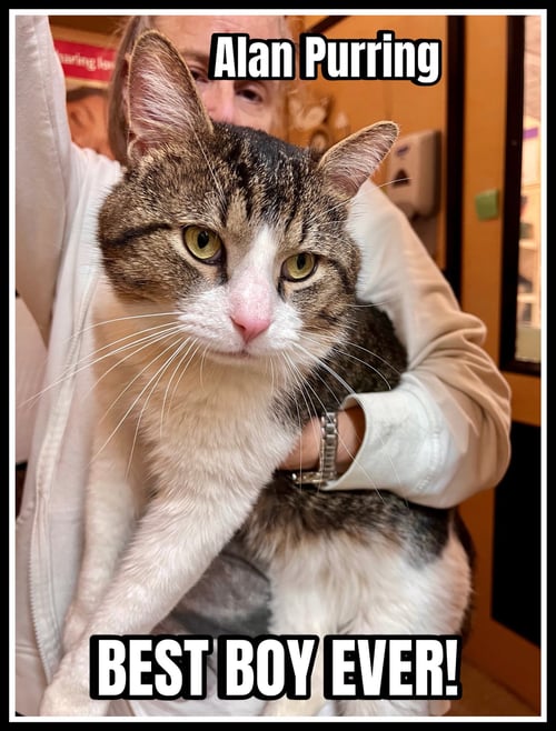 ALAN PURRING  (FCID# 03/13/2026-114)JPS - Tabby available for adoption