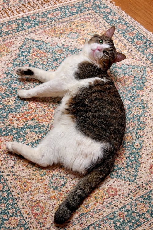 ALAN PURRING  (FCID# 03/13/2026-114)JPS - Tabby available for adoption