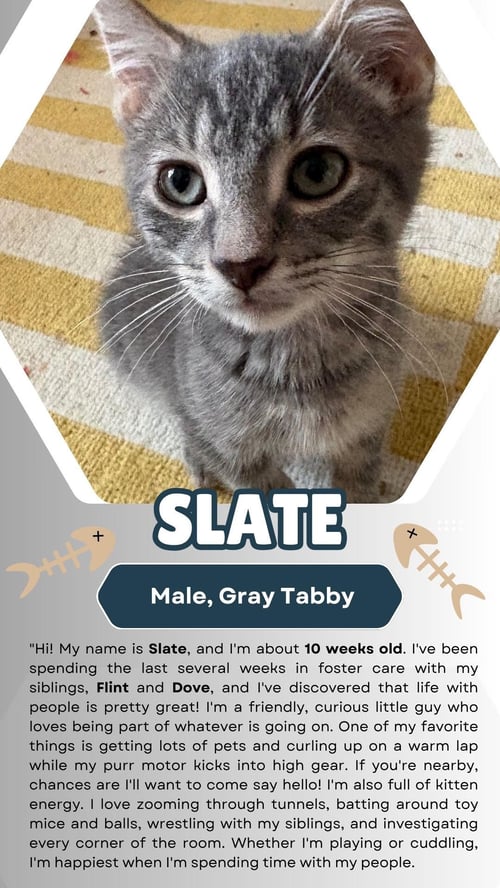 SLATE (FCID# 07/15/2026 - 3) - Tabby for adoption in Wilmington