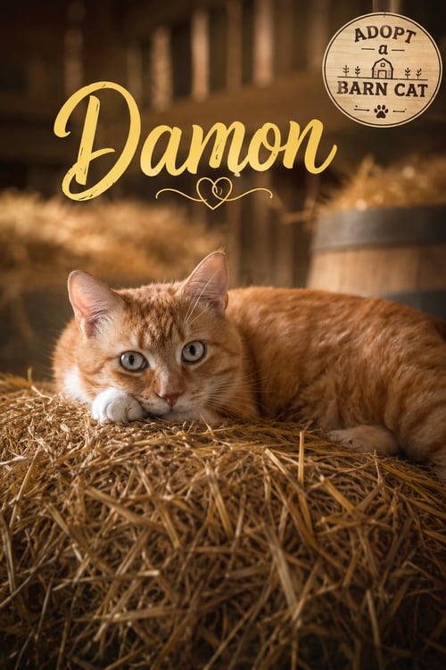 DAMON:  BARN CAT (FCID# 05/14/2026 - 43 TRAINER) - Tabby available for adoption