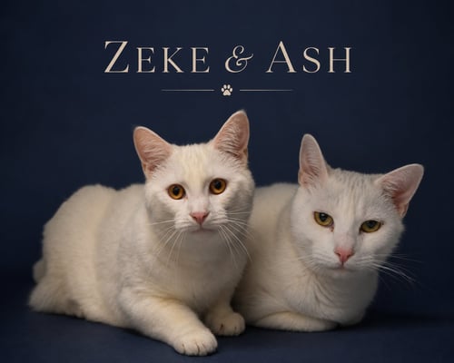 ZEKE & ASH: BONDED (MIDDLETOWN PS) - Domestic Short Hair available for adoption