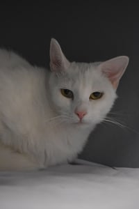 Zeke & Ash: Bonded (Middletown PS) - Photo 3