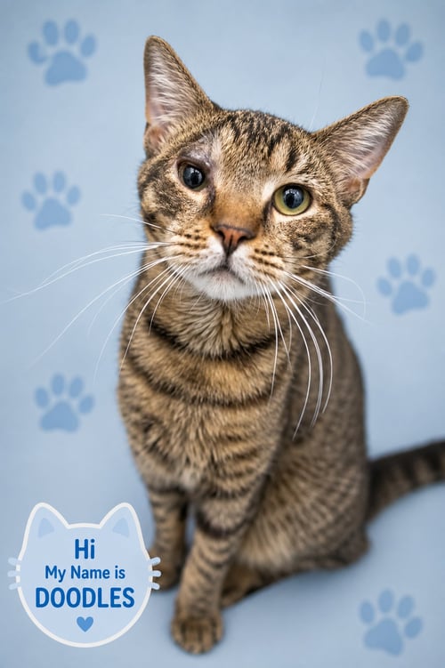 DOODLES (FCID# 07/15/2026 - 72 TRAINER) - Tabby available for adoption
