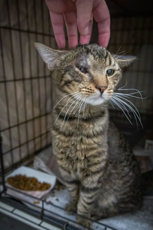 DOODLES (FCID# 07/15/2026 - 72 TRAINER) - Tabby available for adoption