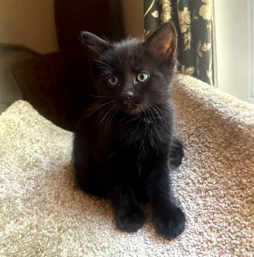 TIANA, AURORA (FCID# 07/28/2026 - 71, 70) - Domestic Short Hair available for adoption