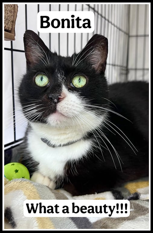 Bonita (01/30/2026-401) Willow Grove PA Image