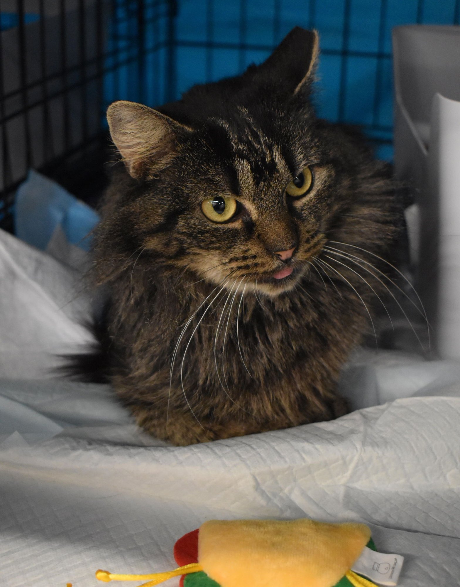 ELIZABETH:  DLH (FCID# 11/20/25-10 MIDDLETOWN PS) - Domestic Long Hair / Tabby available for adoption