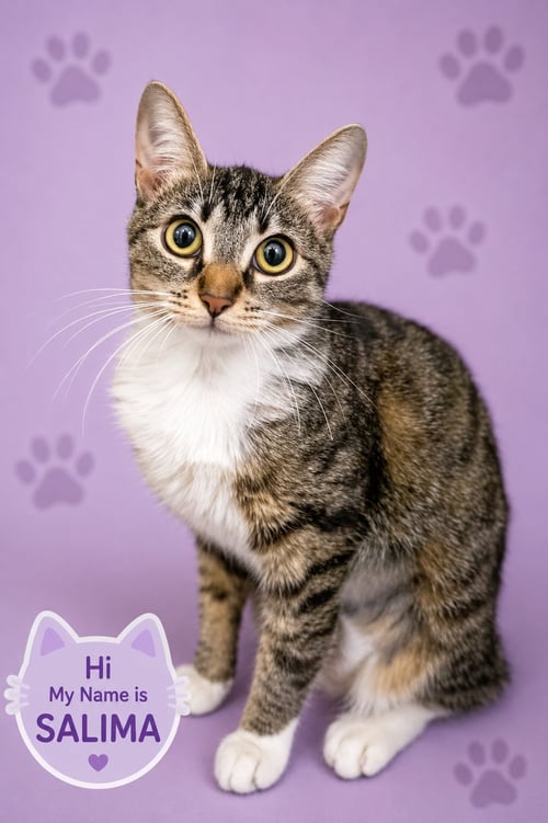 SALIMA (FCID# 07/14/2026 - 33 TRAINER) - Tabby available for adoption