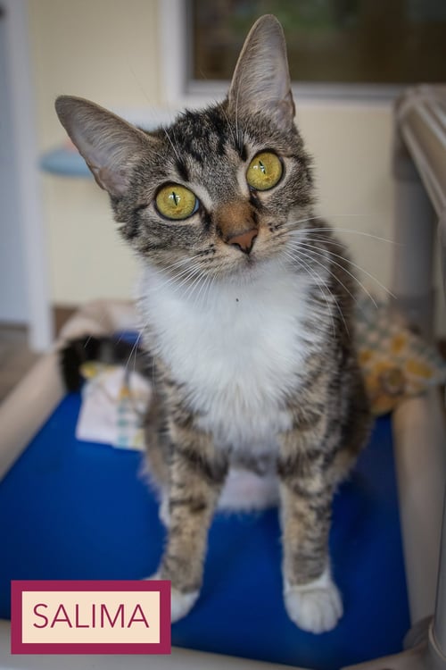SALIMA (FCID# 07/14/2026 - 33 TRAINER) - Tabby available for adoption