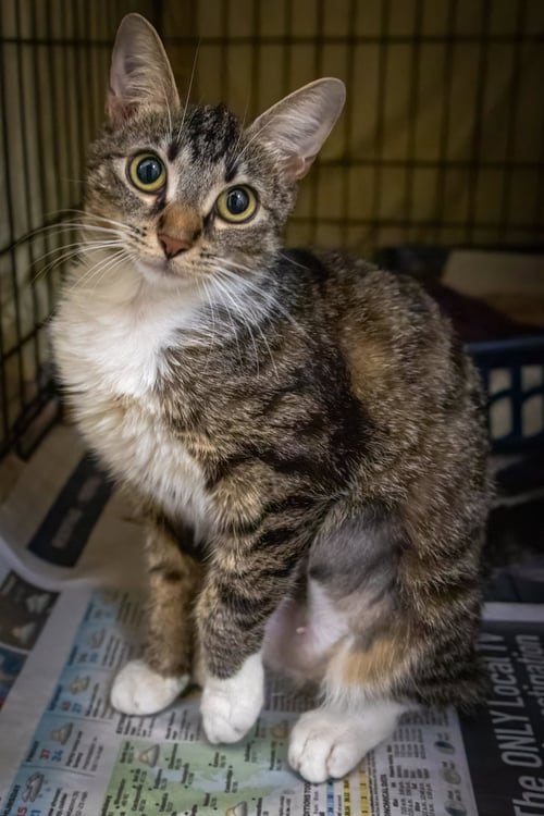 SALIMA (FCID# 07/14/2026 - 33 TRAINER) - Tabby available for adoption