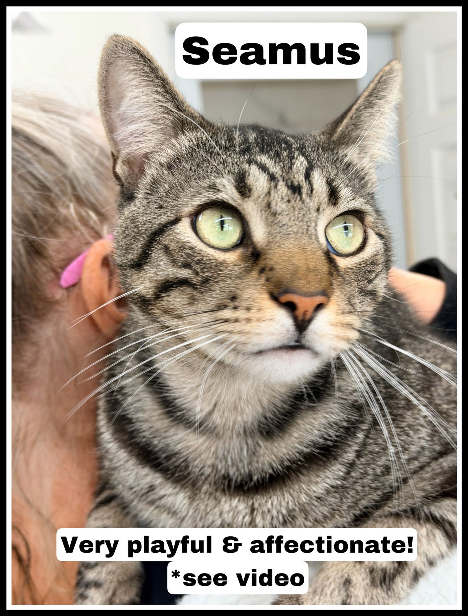 SEAMUS (FCID# 01/30/2025 - 118) WILLOW GROVE - Tabby available for adoption