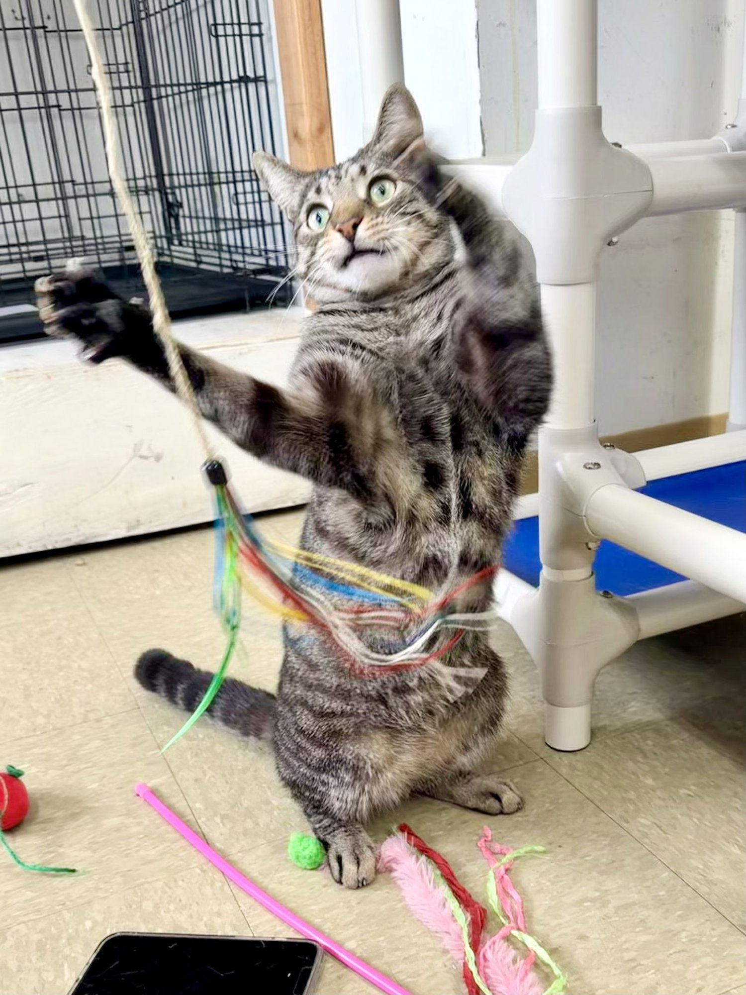 SEAMUS (FCID# 01/30/2025 - 118) WILLOW GROVE - Tabby available for adoption