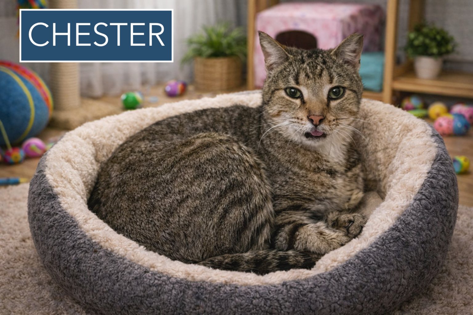CHESTER (FCID# 03/05/2026 - 17 TRAINER) - Tabby available for adoption