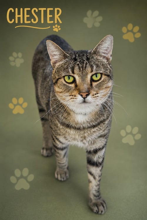CHESTER (FCID# 03/05/2026 - 17 TRAINER) C - Tabby available for adoption