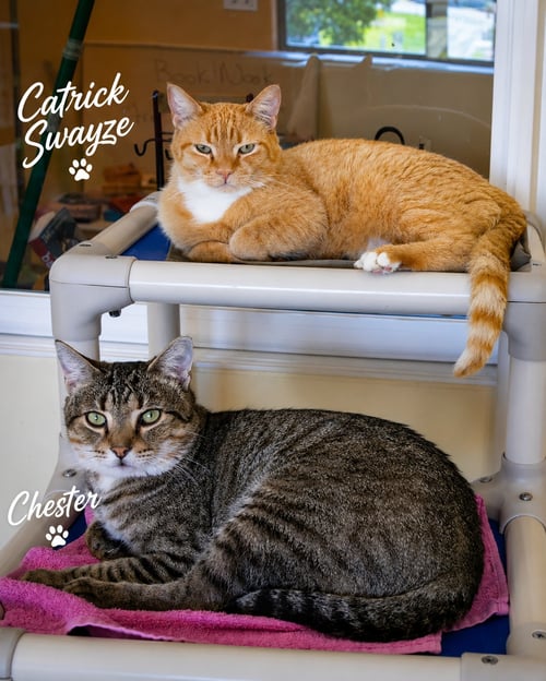 CHESTER (FCID# 03/05/2026 - 17 TRAINER) C - Tabby available for adoption
