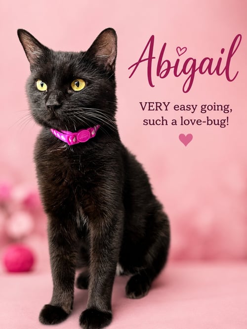 ABIGAIL (FCID# 06/26/2026 - 158) WILLOW GROVE - Domestic Short Hair available for adoption