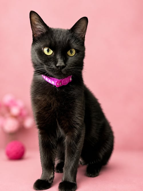 ABIGAIL (FCID# 06/26/2026 - 158) WILLOW GROVE - Domestic Short Hair available for adoption