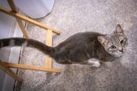 Glimmer (FCID# 05/12/2026 - 7 Trainer)) - Photo 2