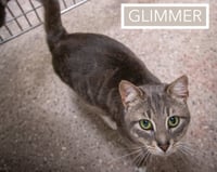 Glimmer (FCID# 05/12/2026 - 7 Trainer)) - Photo 3
