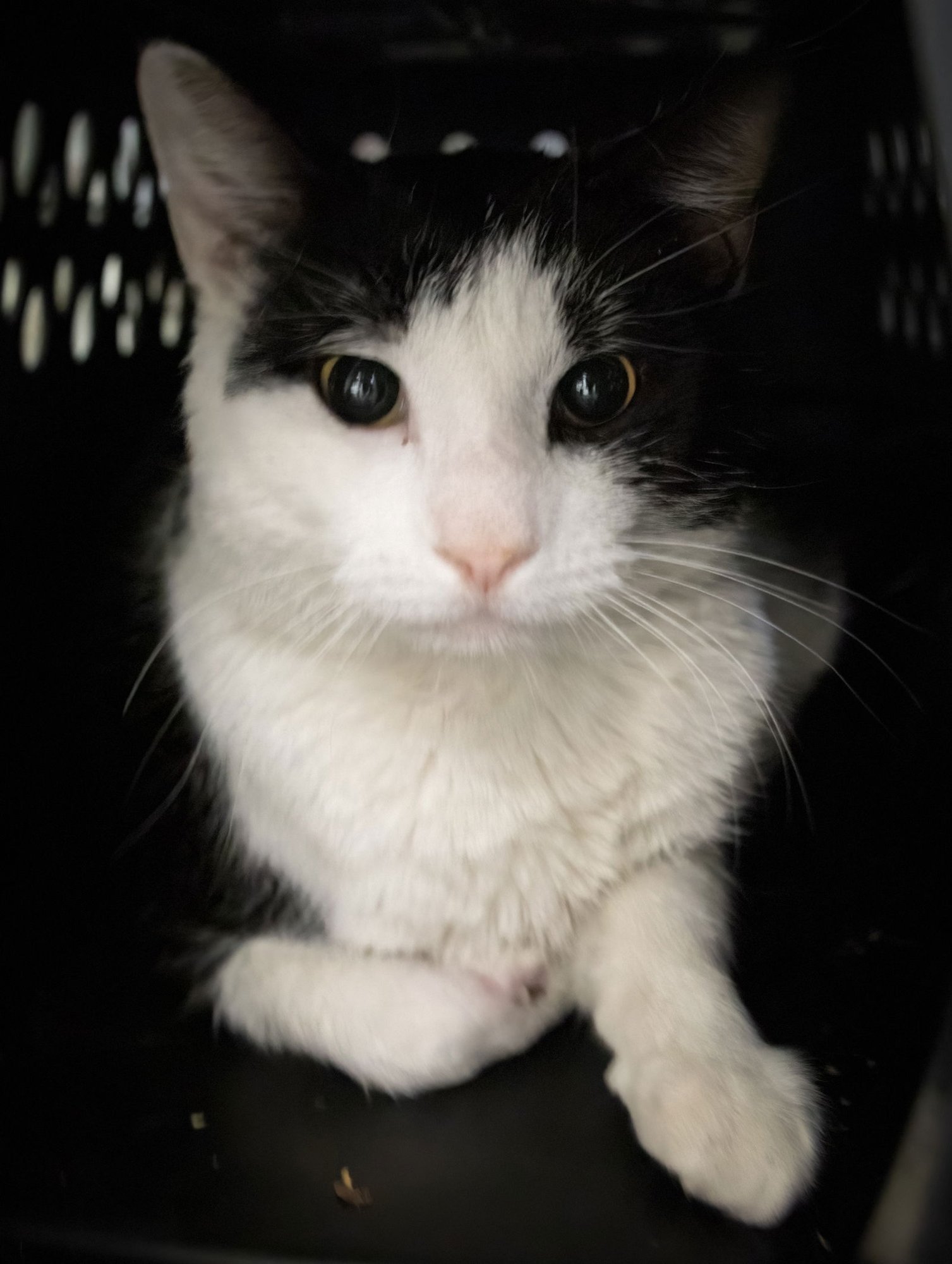 RODEO (FCID# 01/22/2026 - 29 TRAINER) - Domestic Short Hair available for adoption