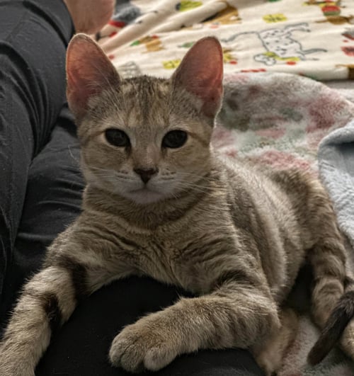 DERBY (FCID# 07/20/2026 - 76) - Tabby available for adoption