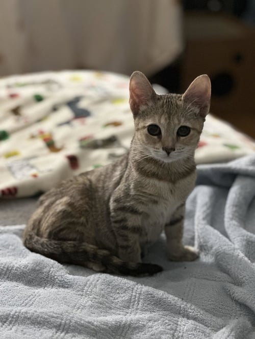 DERBY (FCID# 07/20/2026 - 76) - Tabby available for adoption