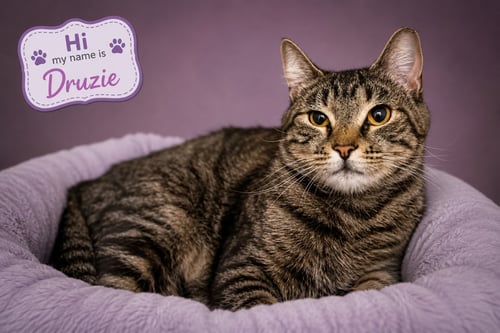 DRUZIE (FCID# 07/08/2026 - 45 TRAINER) - Tabby available for adoption