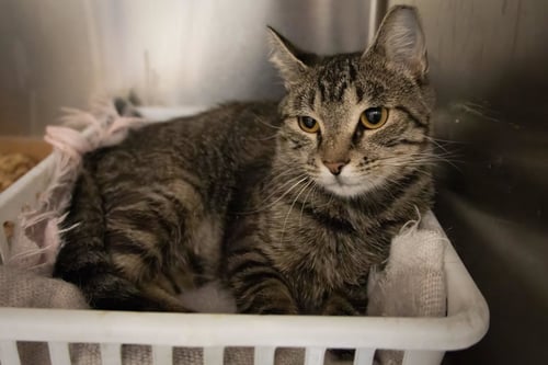 DRUZIE (FCID# 07/08/2026 - 45 TRAINER) - Tabby available for adoption