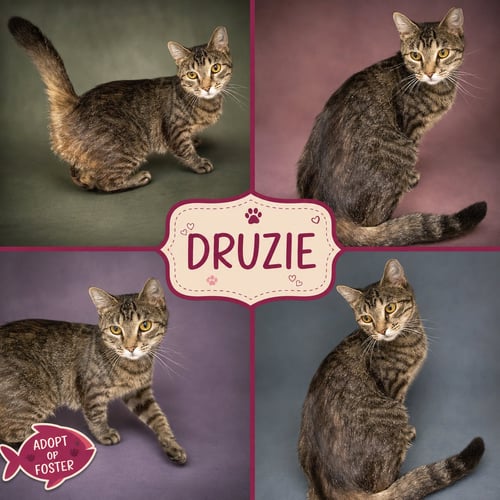 DRUZIE (FCID# 07/08/2026 - 45 TRAINER) - Tabby available for adoption