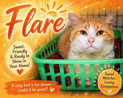 FLARE (FCID04/13/2026 - 33 TRAINER) - Tabby available for adoption
