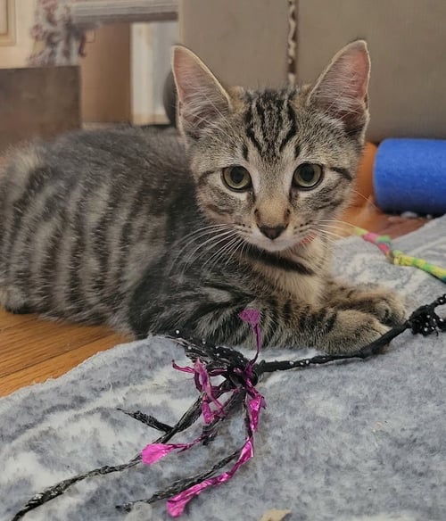 ROCKET, WILLOW GROVE PS (FCID 07/22/2026-138) - Domestic Short Hair available for adoption