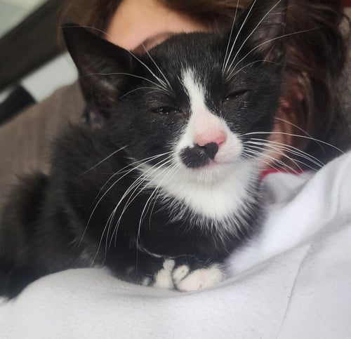 MONROE, WILLOW GROVE PS, (FCID 06/10/2026-122) - Domestic Short Hair available for adoption
