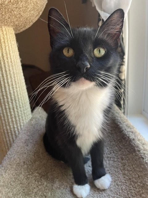 BELLE (FCID# 06/29/2026 - 59) - Tuxedo available for adoption
