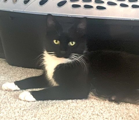 BELLE (FCID# 06/29/2026 - 59) - Tuxedo available for adoption
