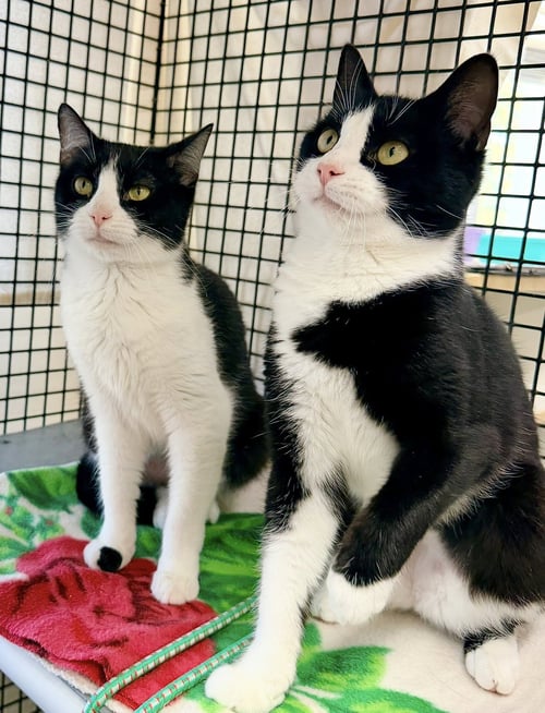 ANGELIQUE (& DREAMER) FCID#03/25/26-126 - Domestic Short Hair available for adoption