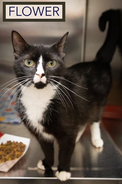 FLOWER (FCID# 05/26/2026 - 76 TRAINER) - Tuxedo available for adoption