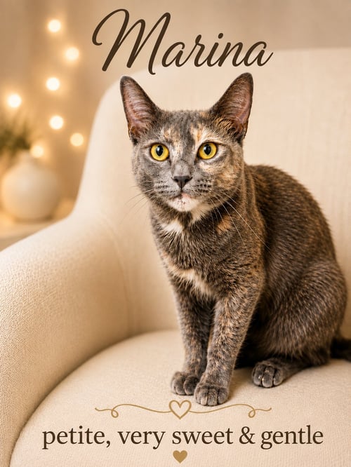 MARINA (FCID# 07/14/2026 - 104) JENKINTOWN PS - Tortoiseshell available for adoption