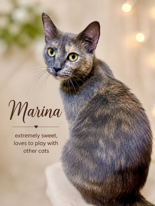 MARINA (FCID# 07/14/2026 - 104) JENKINTOWN PS - Tortoiseshell available for adoption