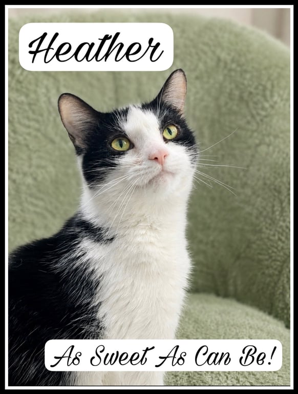 Heather (FCID#04/22/2026 - 146) Willow Grove Image