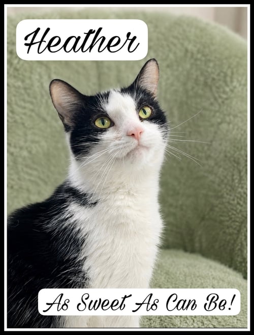 HEATHER (FCID#04/22/2026 - 146) WILLOW GROVE - Domestic Short Hair available for adoption