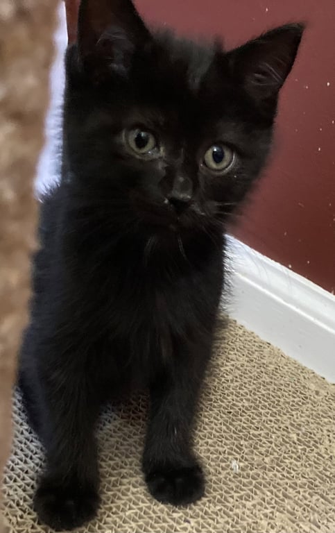 Pom Pom, Willow Grove Area, (FCID 06/24/2026-126) Image