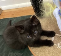 Pom Pom, Willow Grove Area, (FCID 06/24/2026-126) - Photo 2